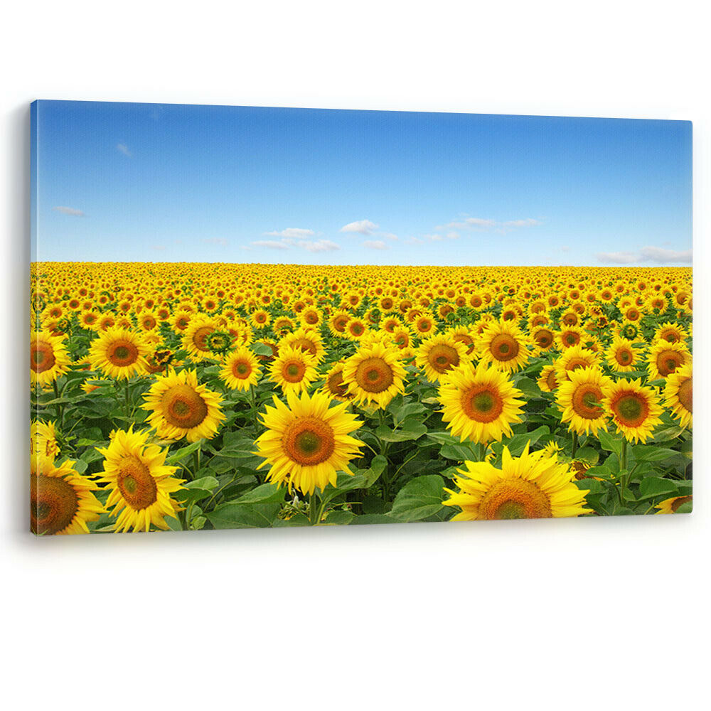 Yellow Sunflowers in a Field Large Canvas Wall Art Picture Print Flowers